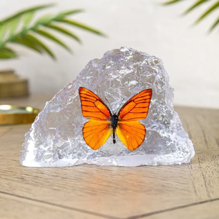 Orange Albatros Butterfly In Resin (Appias nero neronis)