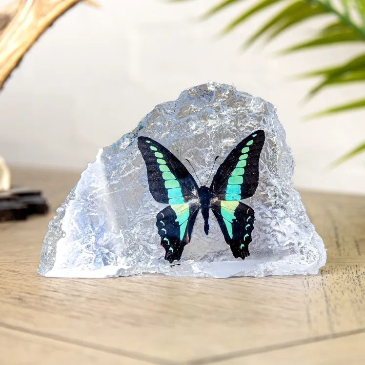 The Common Bluebottle Butterfly In Resin (Graphium sarpedon)