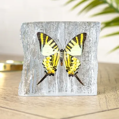 Five-bar Swordtail Butterfly In Resin (Graphium antiphates)