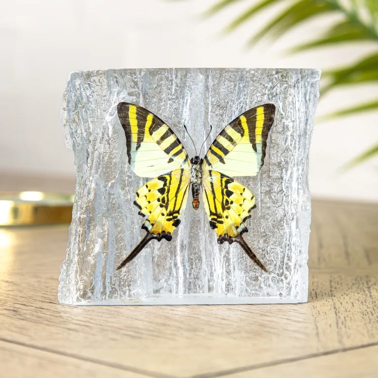 Five-bar Swordtail Butterfly In Resin (Graphium antiphates)