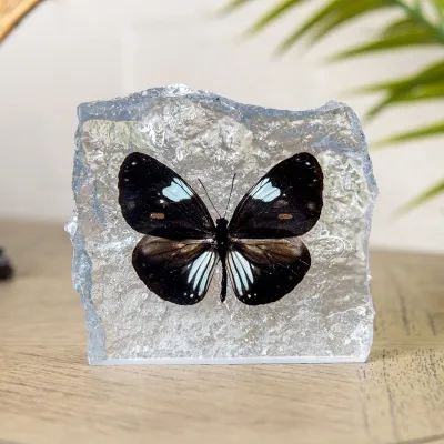 The Magpie Crow Butterfly In Resin (Euploea radamanthus)