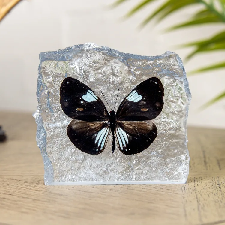 The Magpie Crow Butterfly In Resin (Euploea radamanthus)