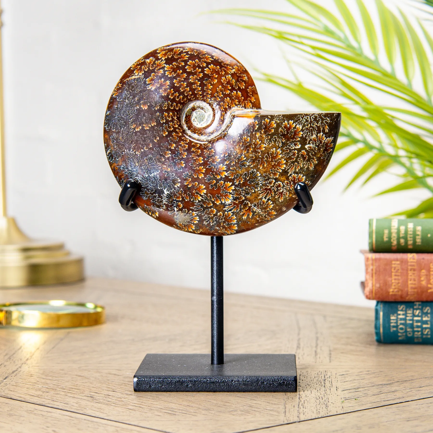 Minibeast 6,5 pollici Fossile di Ammonite Lucidato Intero su Supporto (Phylloceras sp)