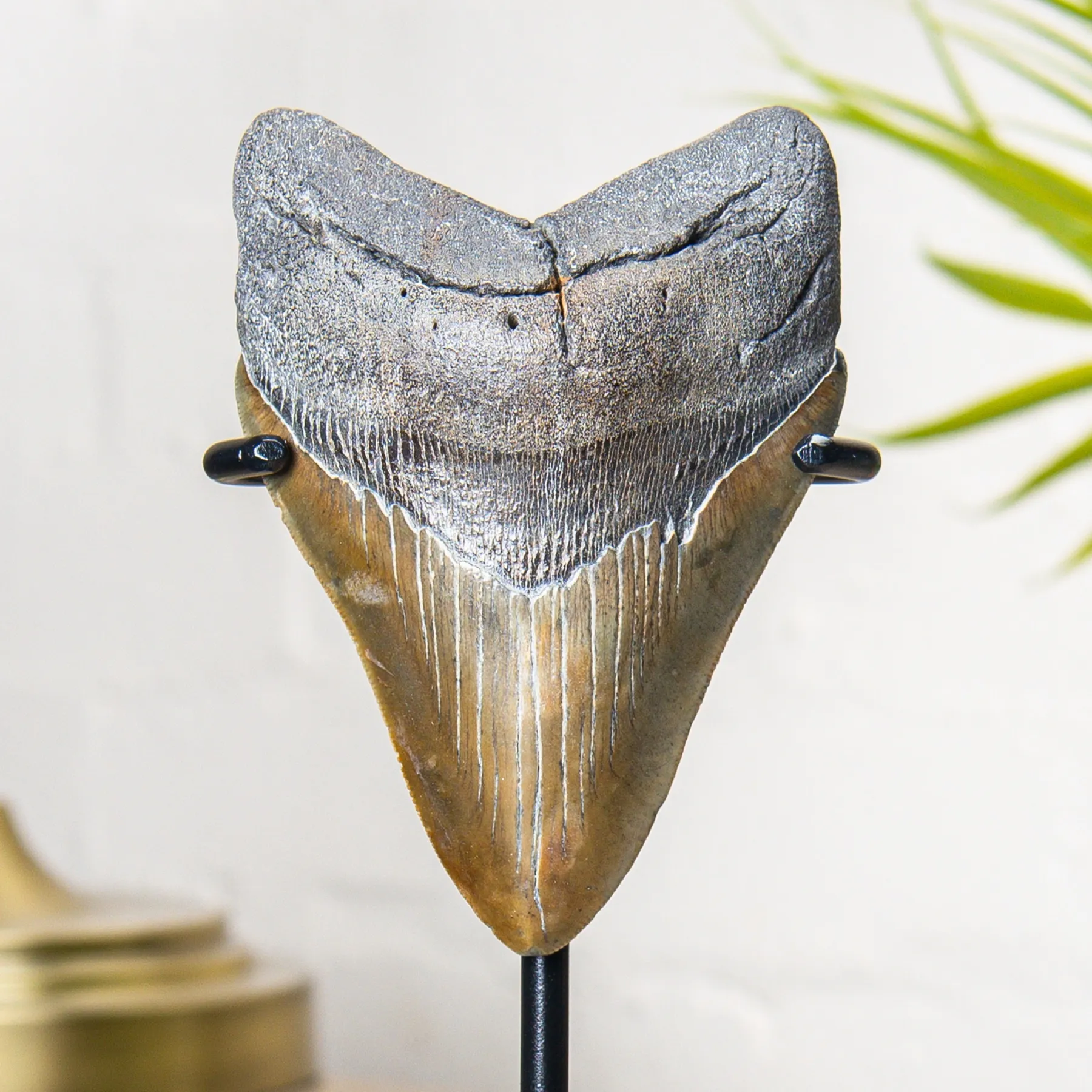 Minibeast Collector Grade 4.5 Inch Polished Megalodon Tooth Fossil Stand (Carcharodon megalodon)