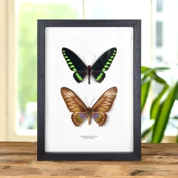 Palawan Birdwing Butterfly Male & Female Pair In Box Frame (Trogonoptera trojana)