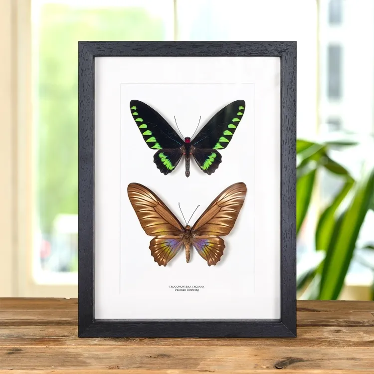 Palawan Birdwing Butterfly Male & Female Pair In Box Frame (Trogonoptera trojana)