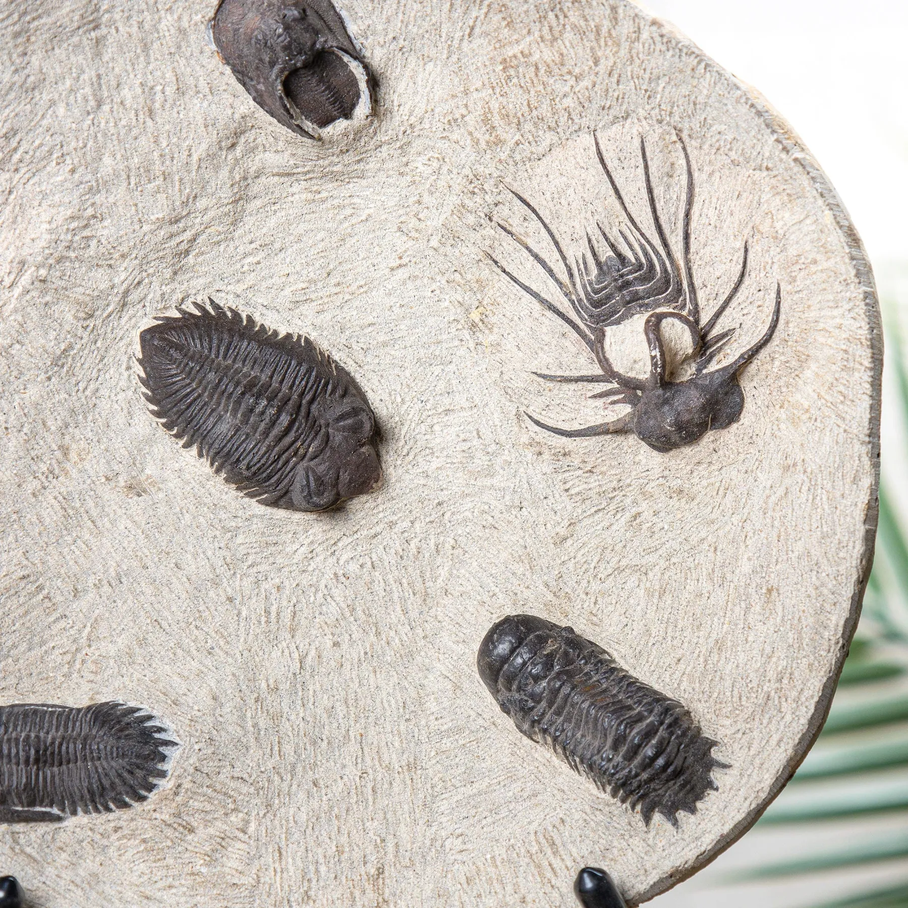 Minibeast Devonian Age Trilobite Decorative Plate on Stand (Various sp)