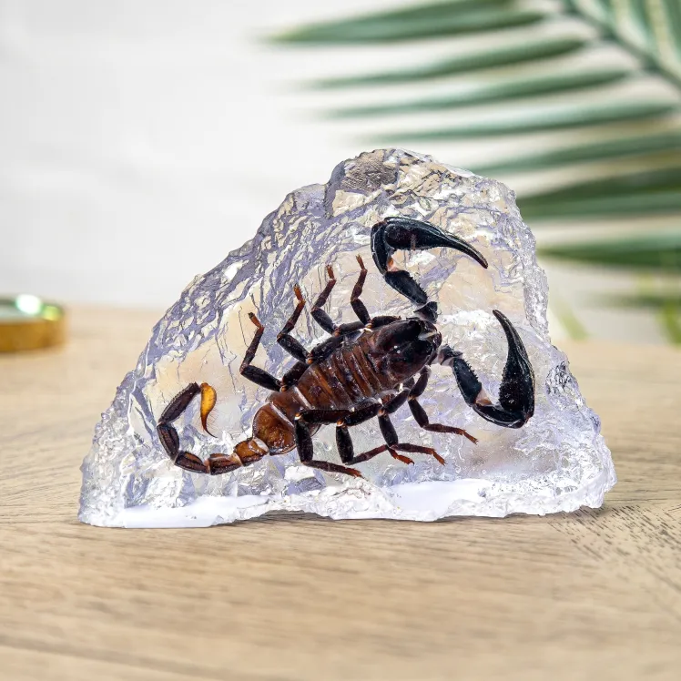 Giant Forest Scorpion In Resin (Heterometrus sp)
