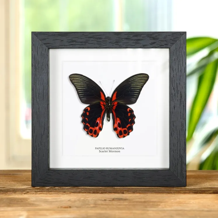Male Scarlet Mormon In Box Frame (Papilio rumanzovia)