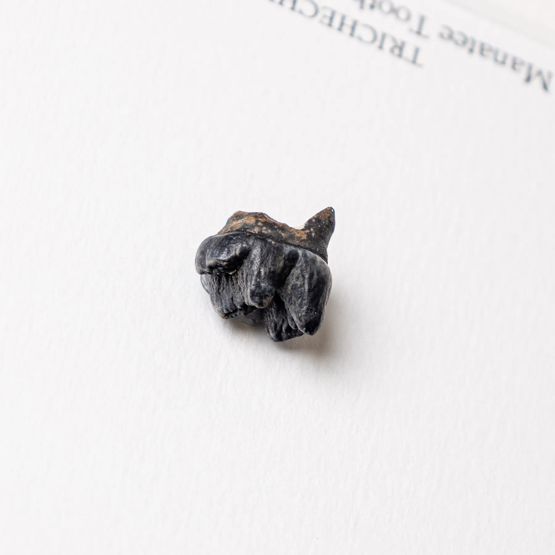 Minibeast Manatee Tand Fossiel in Lijst (Trichechus sp)