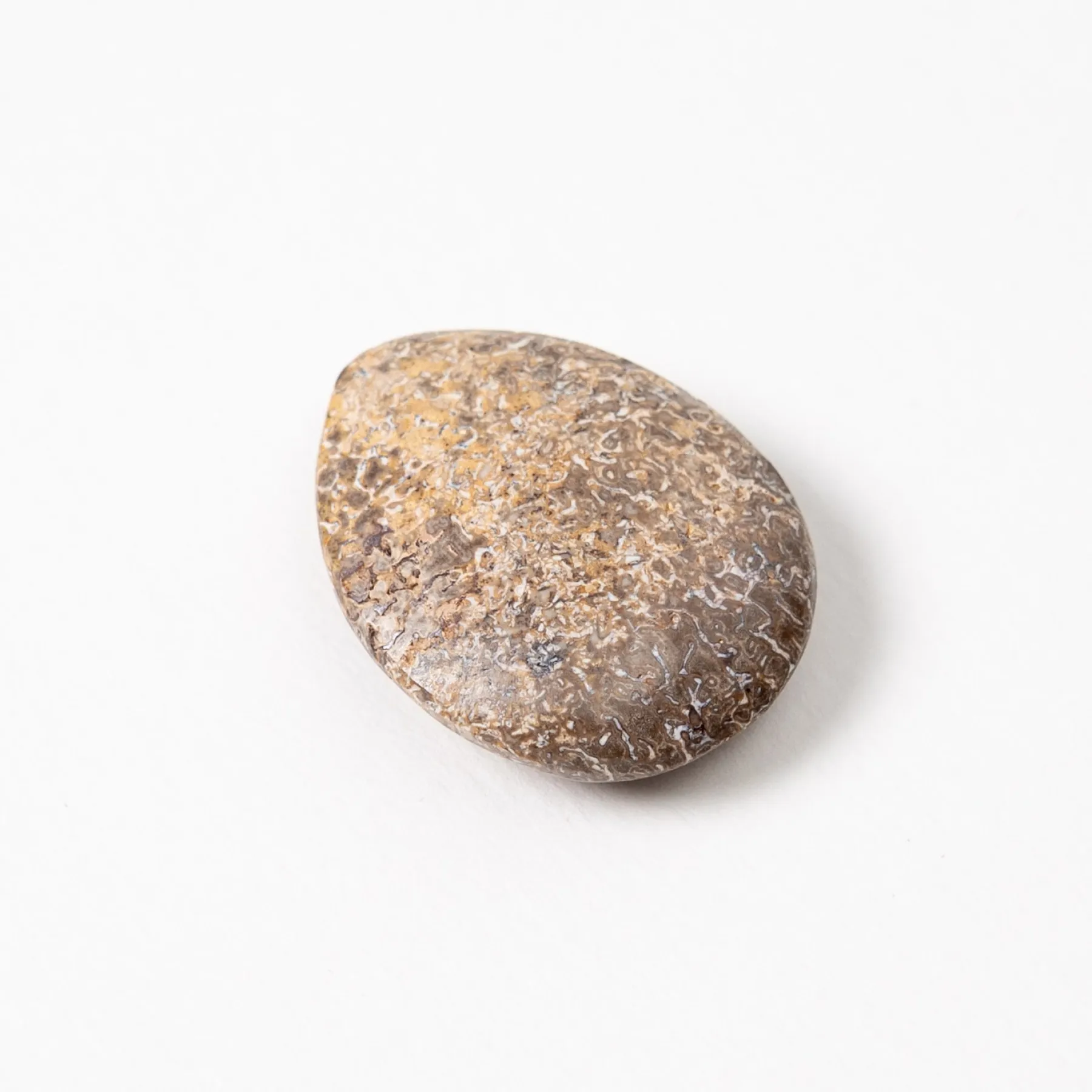 Minibeast Polished Dinosaur Bone Pebble In Box Frame (Theropoda sp)