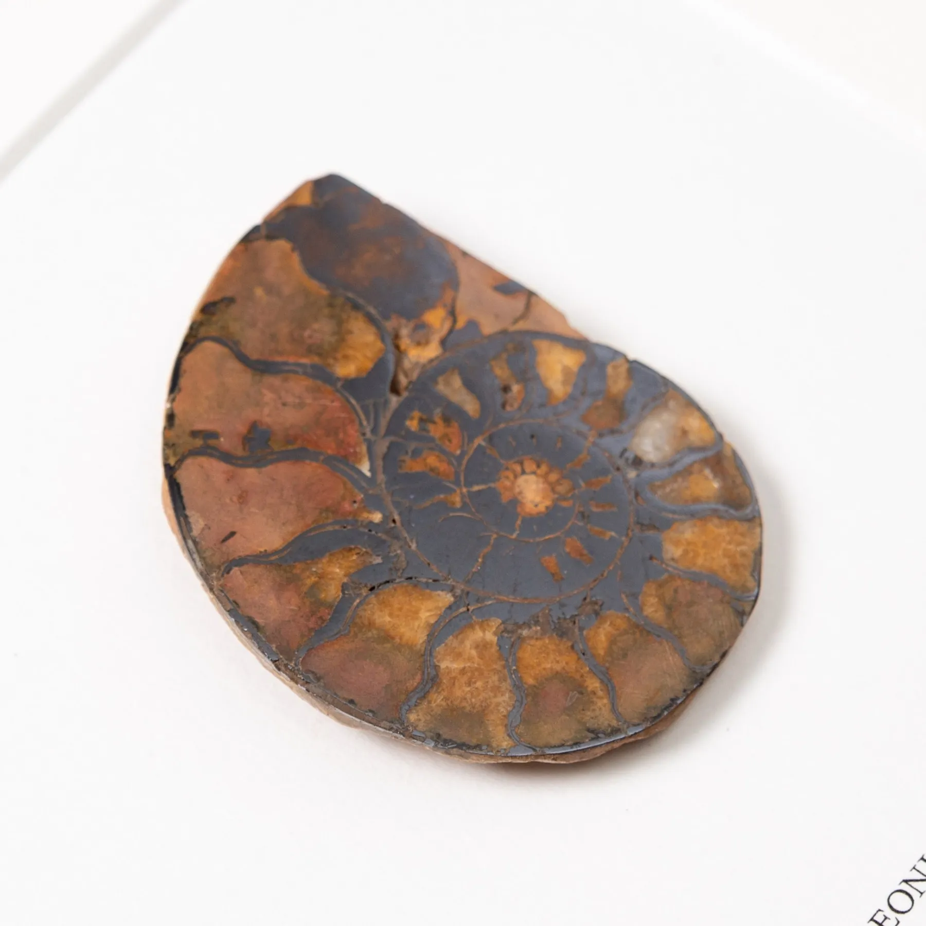 Minibeast Rare Hematite Ammonite In Box Frame (Cleoniceras sp)