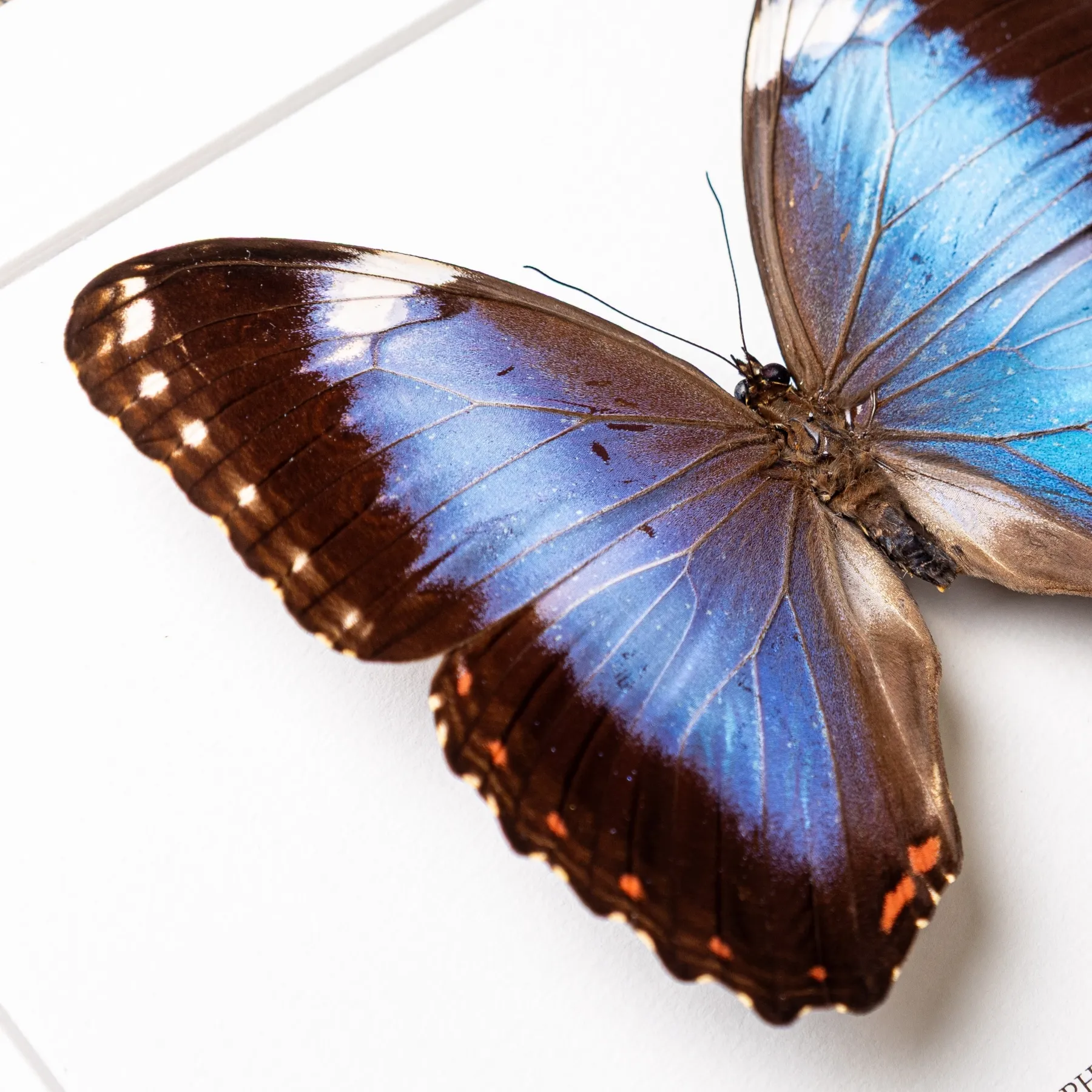 Helenor Blue Morpho Butterfly In Box Frame (Morpho helenor violaceus) Minibeast Helenor Blue Morpho Butterfly In Box Frame (Morpho helenor violaceus)