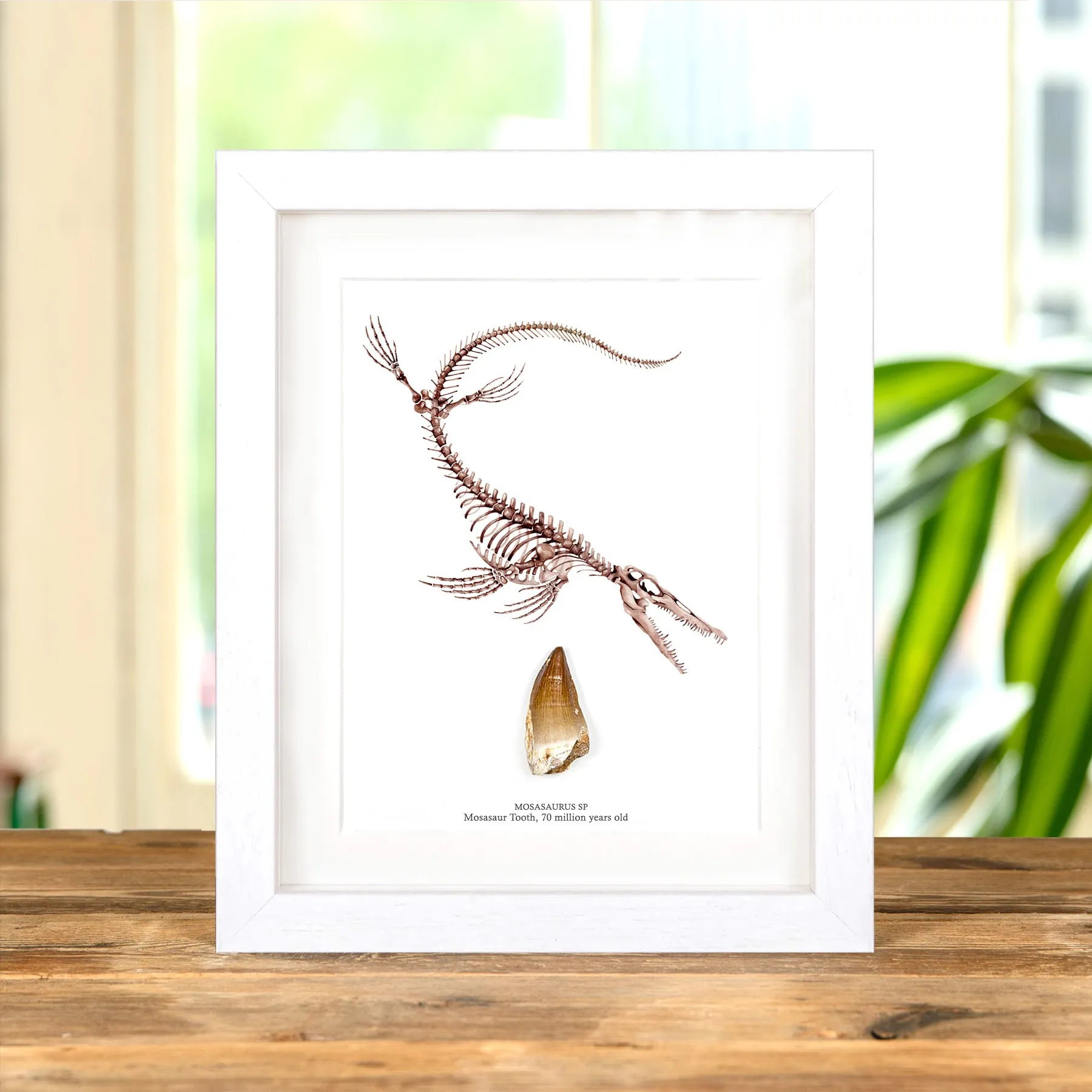 Large Mosasaur Dinosaur Tooth Fossil & Illustration (Mosasauridae sp) Minibeast Large Mosasaur Dinosaur Tooth Fossil & Illustration (Mosasauridae sp)
