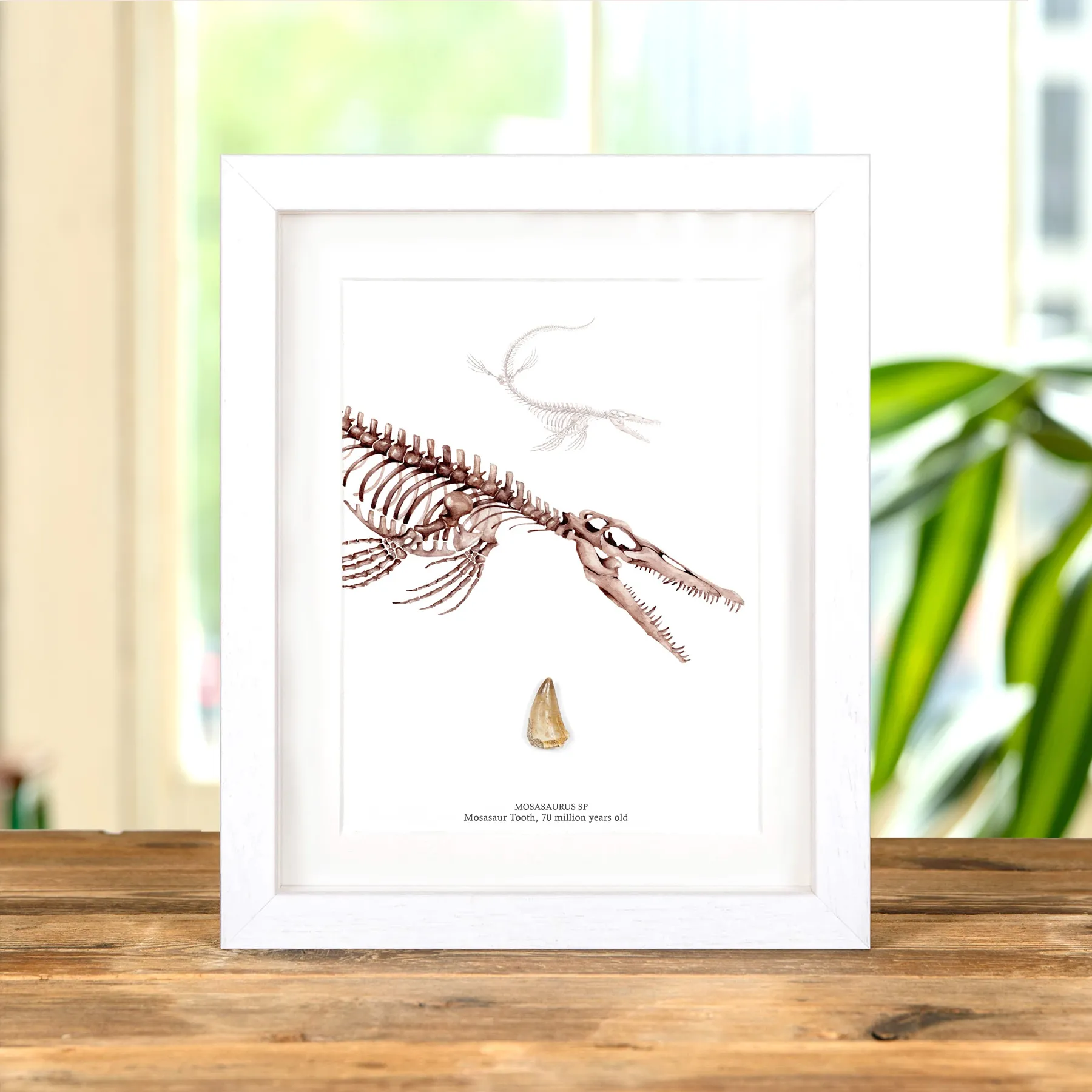 Minibeast Fossile de Dent de Dinosaure Mosasaure et Illustration en Gros Plan (Mosasauridae sp)