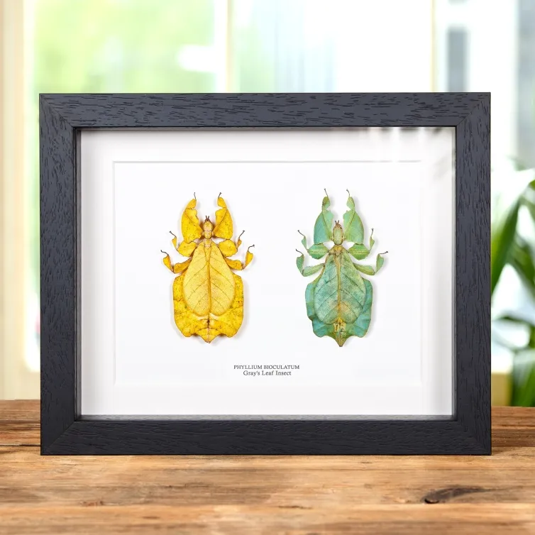 Graues Blattinsekt Gelb &amp; Grün Paar Im Rahmen (Phyllium bioculatum)