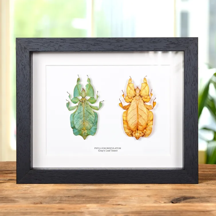 Graues Blattinsekt Grün &amp; Orange Paar Im Rahmen (Phyllium bioculatum)