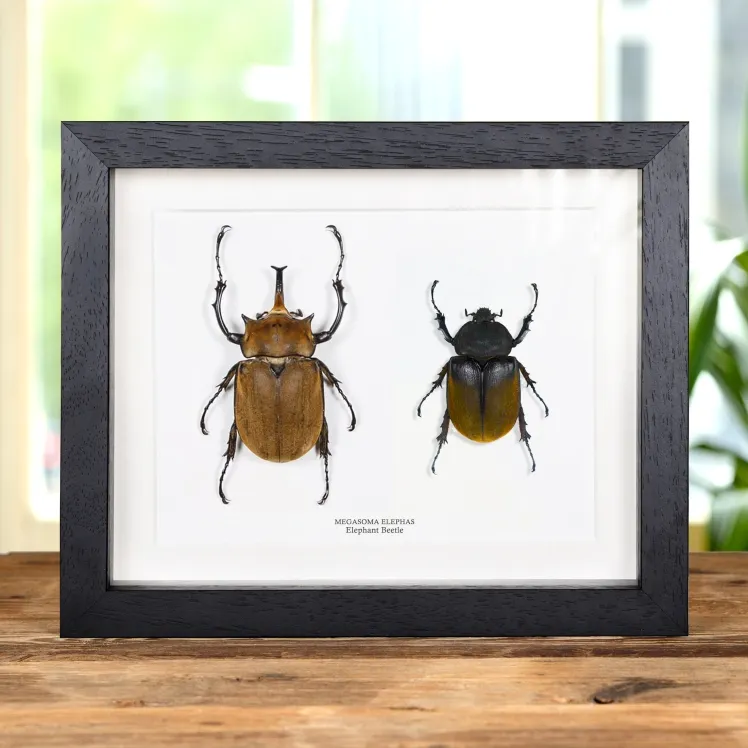 Elephant Beetle Male & Female Pair In Box Frame (Megasoma elephas)