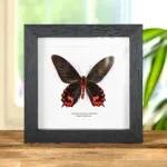 Minibeast Black Ballerina Butterfly Ventral Side In Box Frame (Atrophaneura semperi)