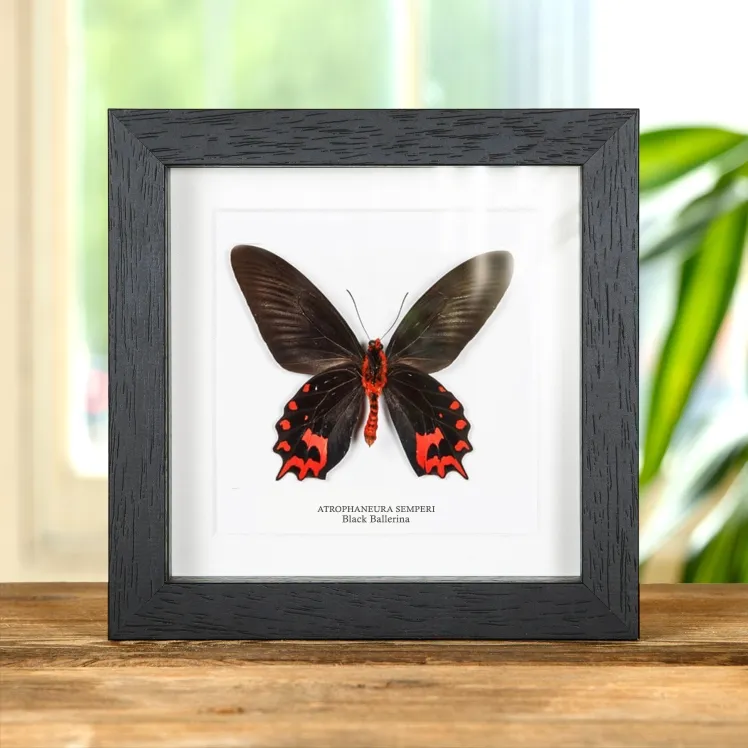 Black Ballerina Butterfly Ventral Side In Box Frame (Atrophaneura semperi)