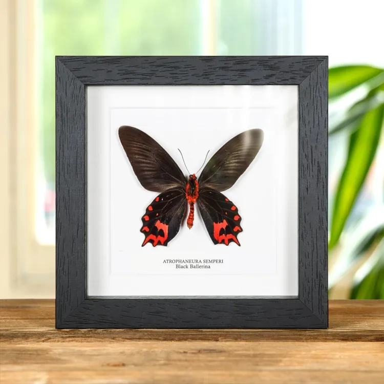 Black Ballerina Butterfly Ventral Side In Box Frame (Atrophaneura semperi)