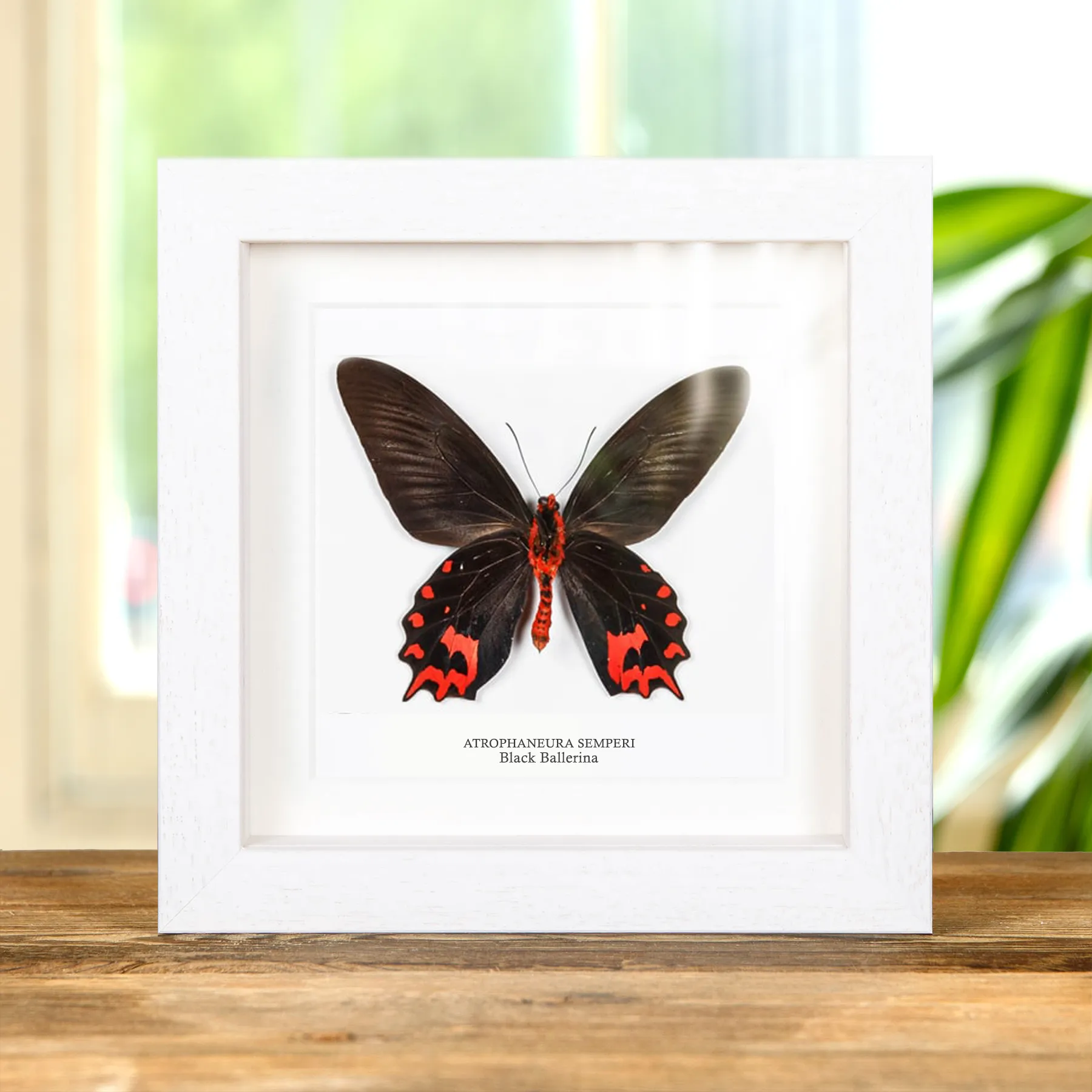 Black Ballerina Butterfly Ventral Side In Box Frame (Atrophaneura semperi)