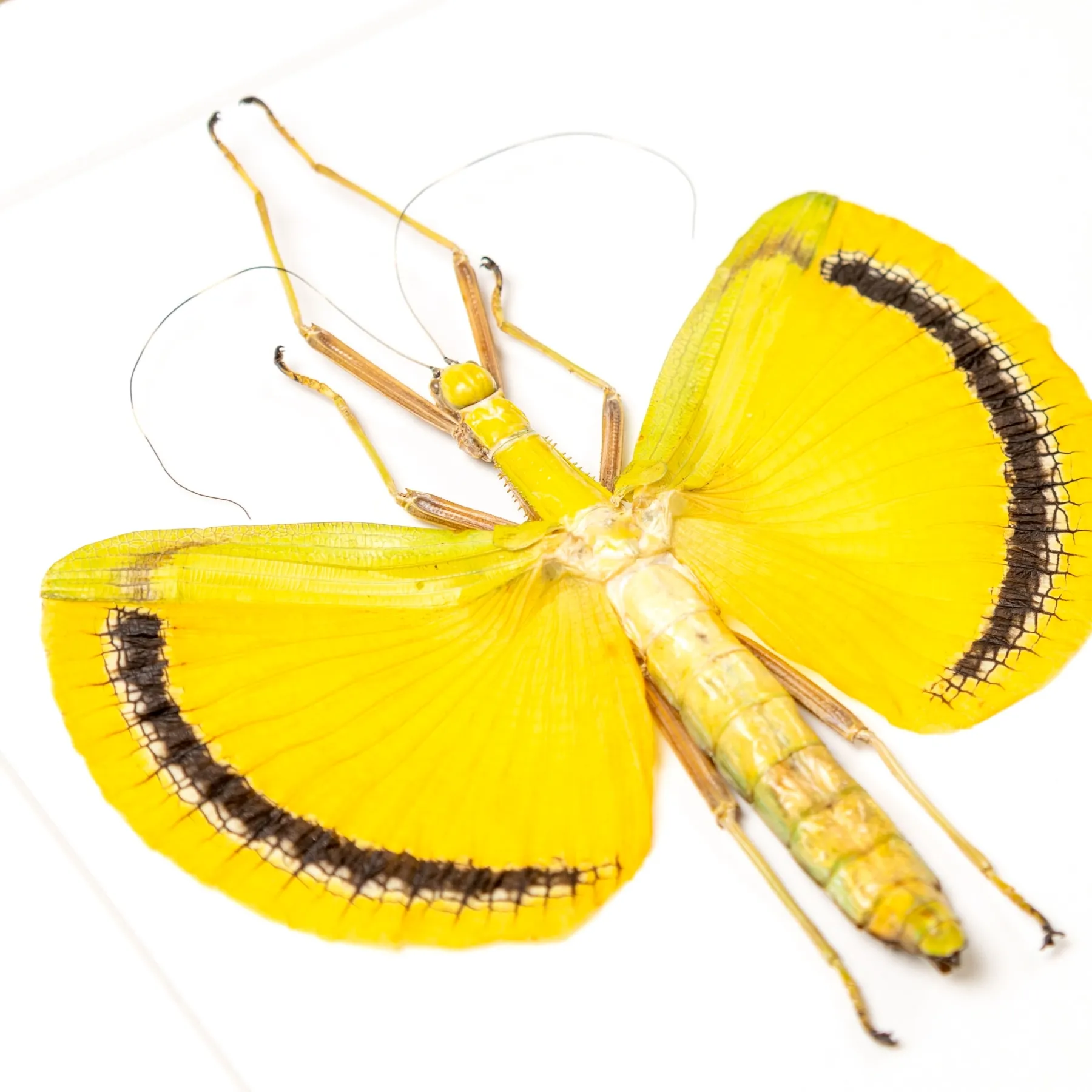 Winged Walking Stick Insect Male & Female Pair In Box Frame (Tagesoidea nigrofasciata)