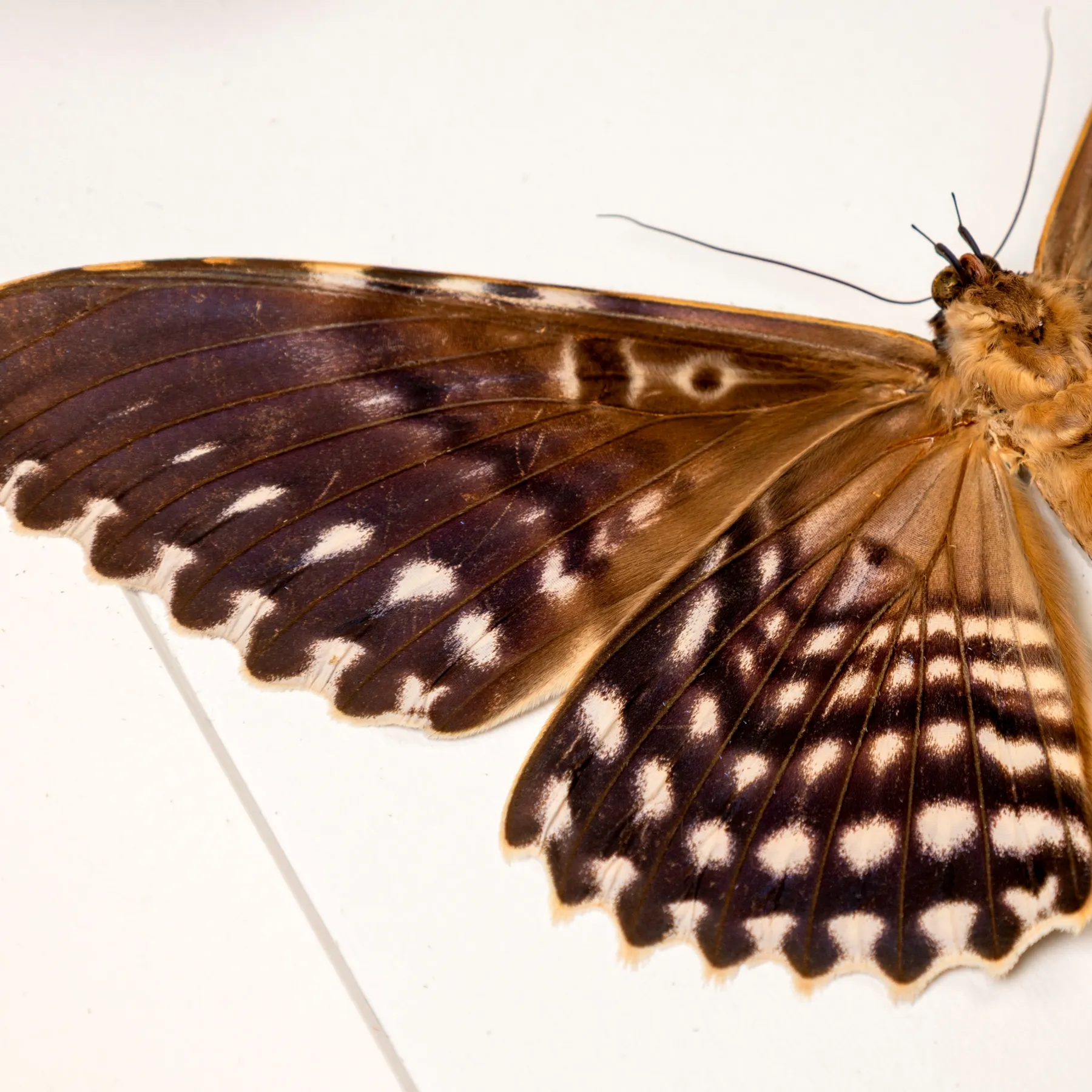 Witch Moth Pair In Box Frame (Thysania agrippina)