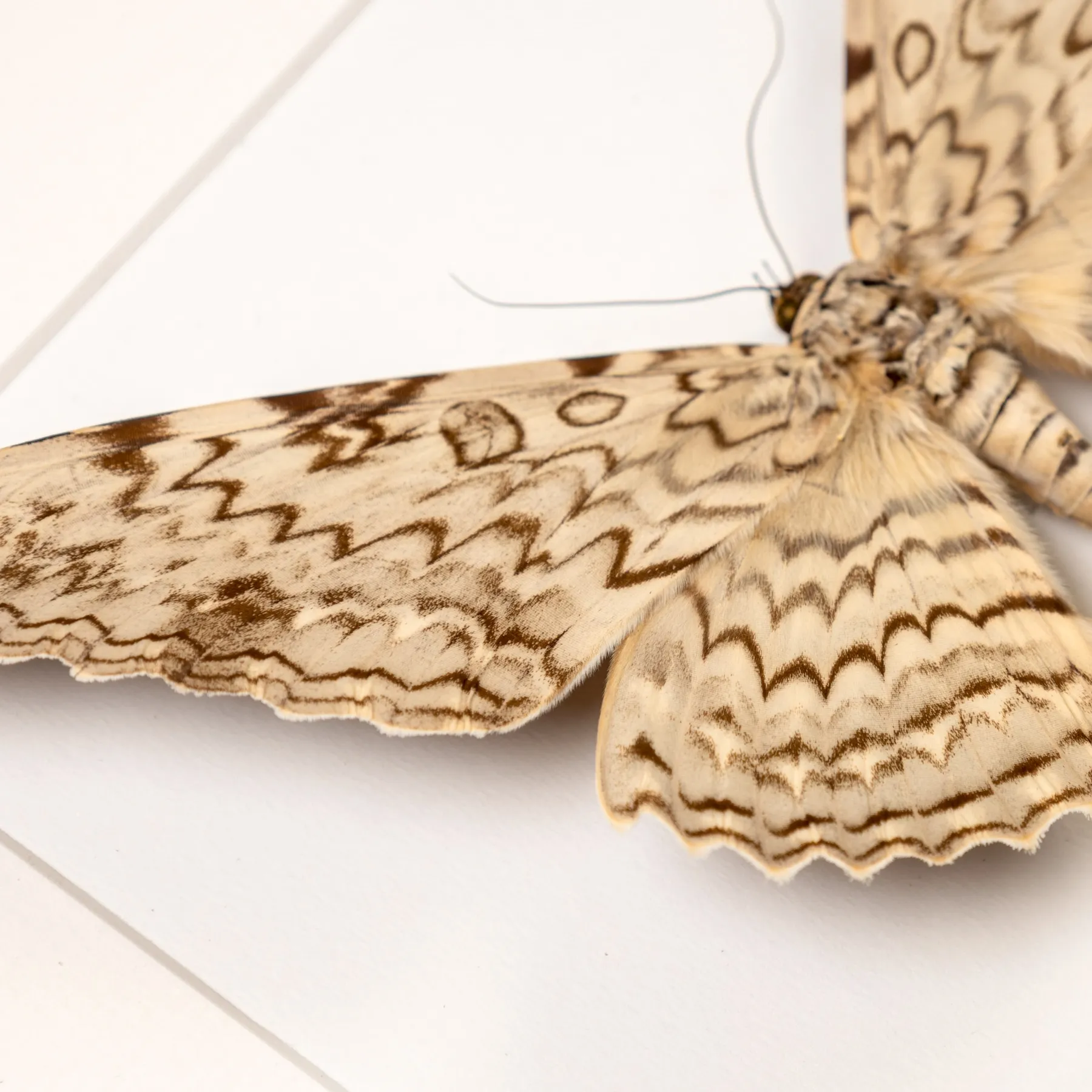 Witch Moth Pair In Box Frame (Thysania agrippina)