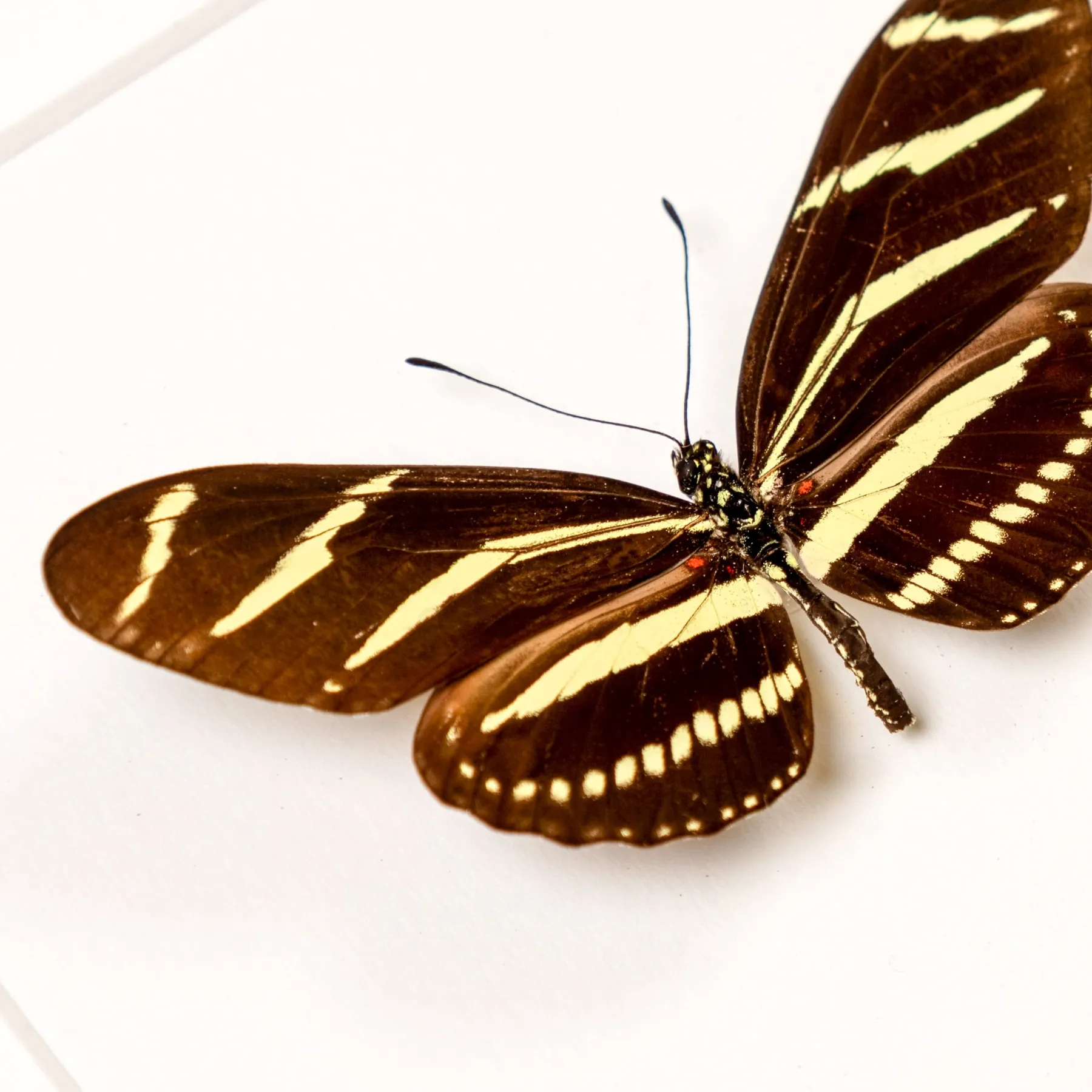 Minibeast The Zebra Heliconian Butterfly In Box Frame (Heliconius charithonia tuckeri)