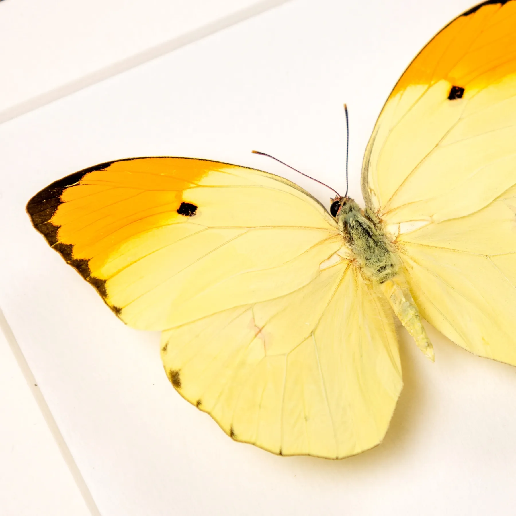 Minibeast Orange-tipped Angled-sulphur Butterfly In Box Frame (Anteos menippe)