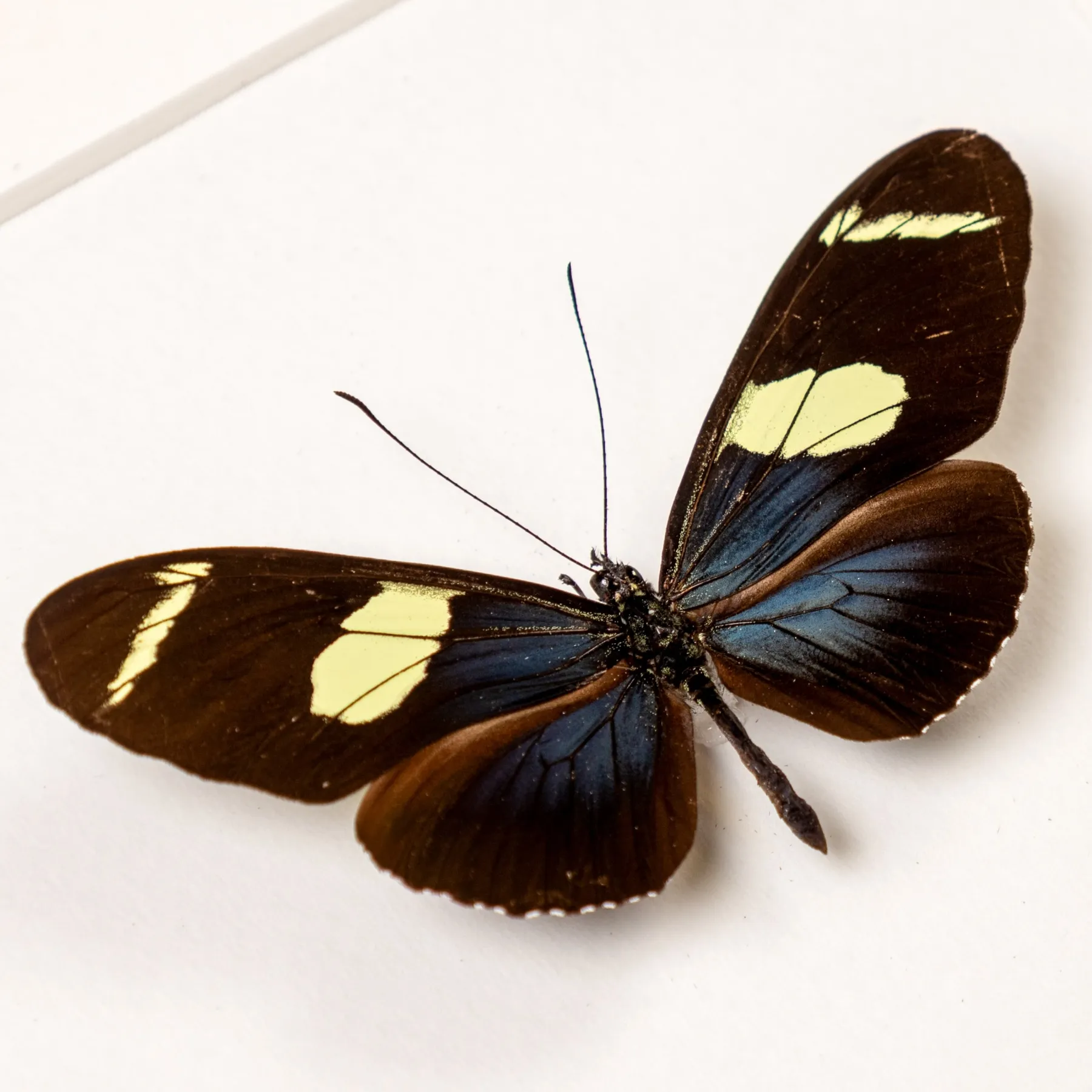 Minibeast Wallace's Longwing Butterfly In Box Frame (Heliconius wallacei flavescens)