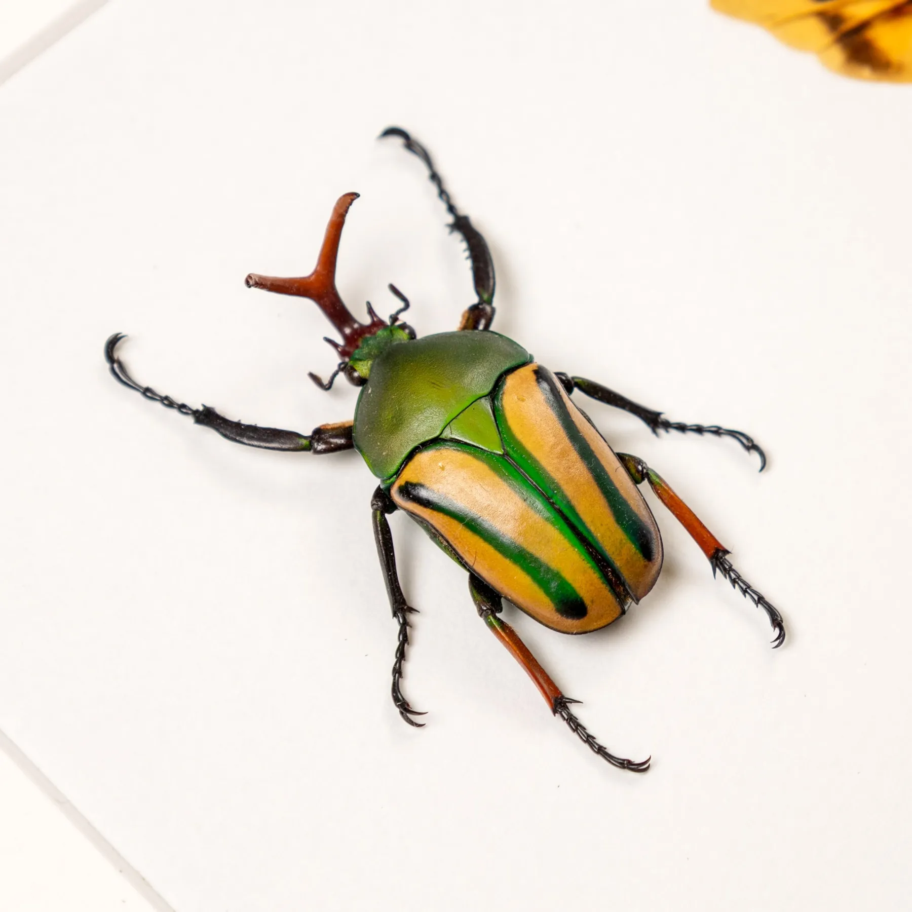 Minibeast Flamboyant Flower Beetle Male & Female Pair In Box Frame (Eudicella gralli)