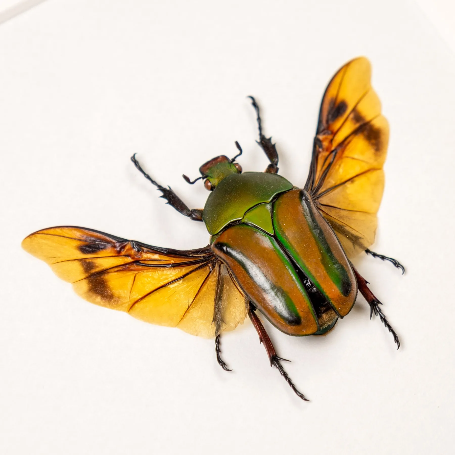 Minibeast Flamboyant Flower Beetle Male & Female Pair In Box Frame (Eudicella gralli)