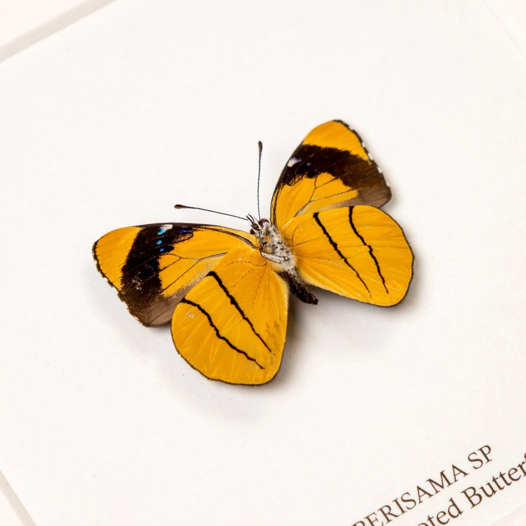 Brush-footed Butterfly Ventral Side In Box Frame (Perisama sp)