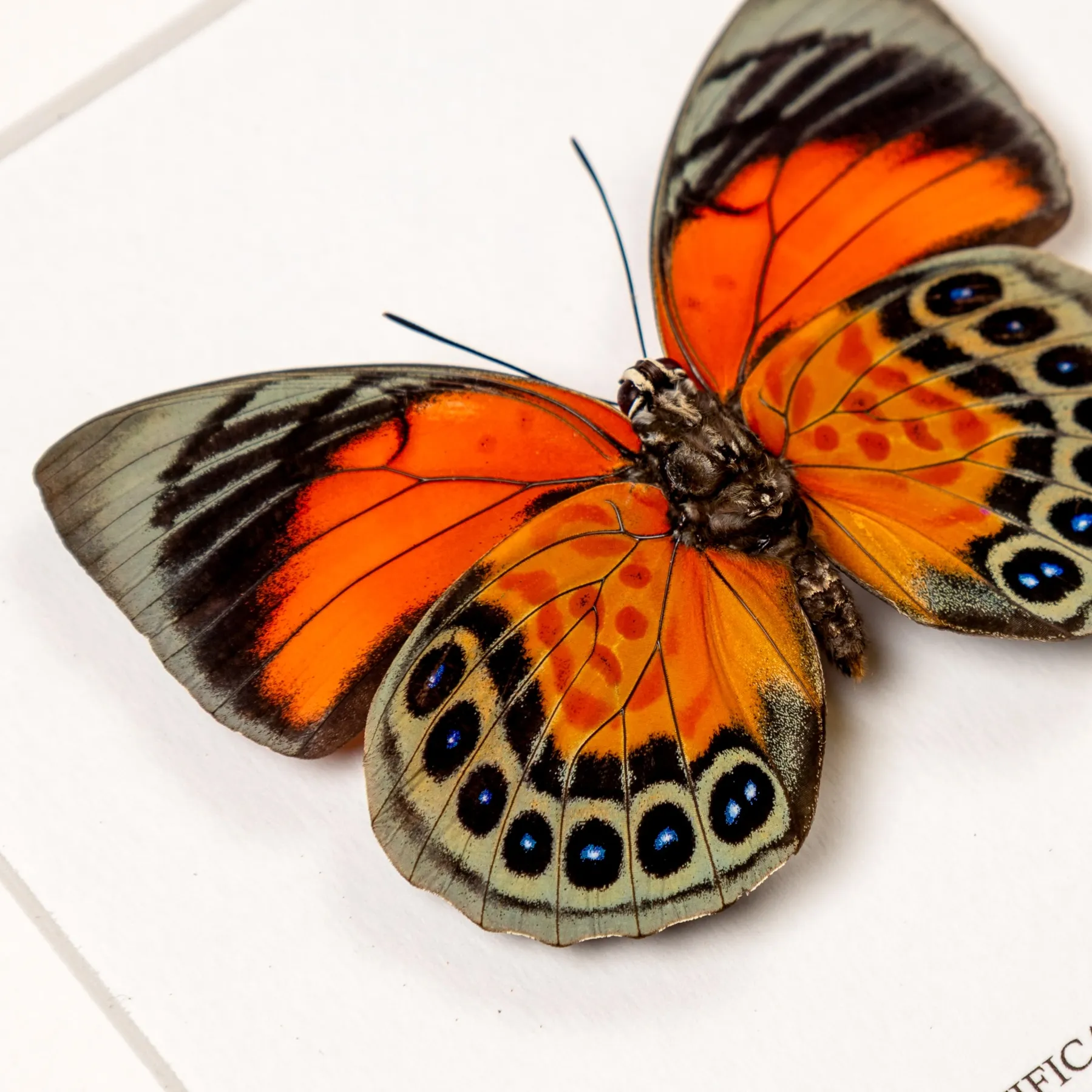 Female Agrias Hybrid Butterfly Ventral Side In Box Frame (Agrias beatifica x Agrias claudina)