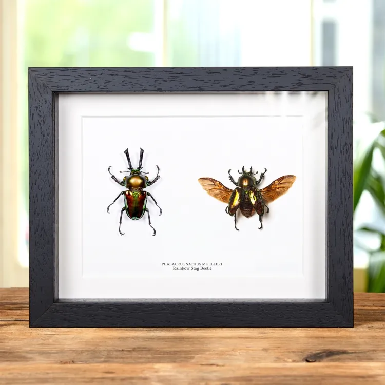 <strong>Rainbow Stag Beetle Male & Female Pair In Box Frame (Phalacrognathus muelleri)</strong><br>Price: £159.99<br>Frame Size: 9 x 7 Rainbow Stag Beetle Male & Female Pair In Box Frame (Phalacrognathus muelleri)