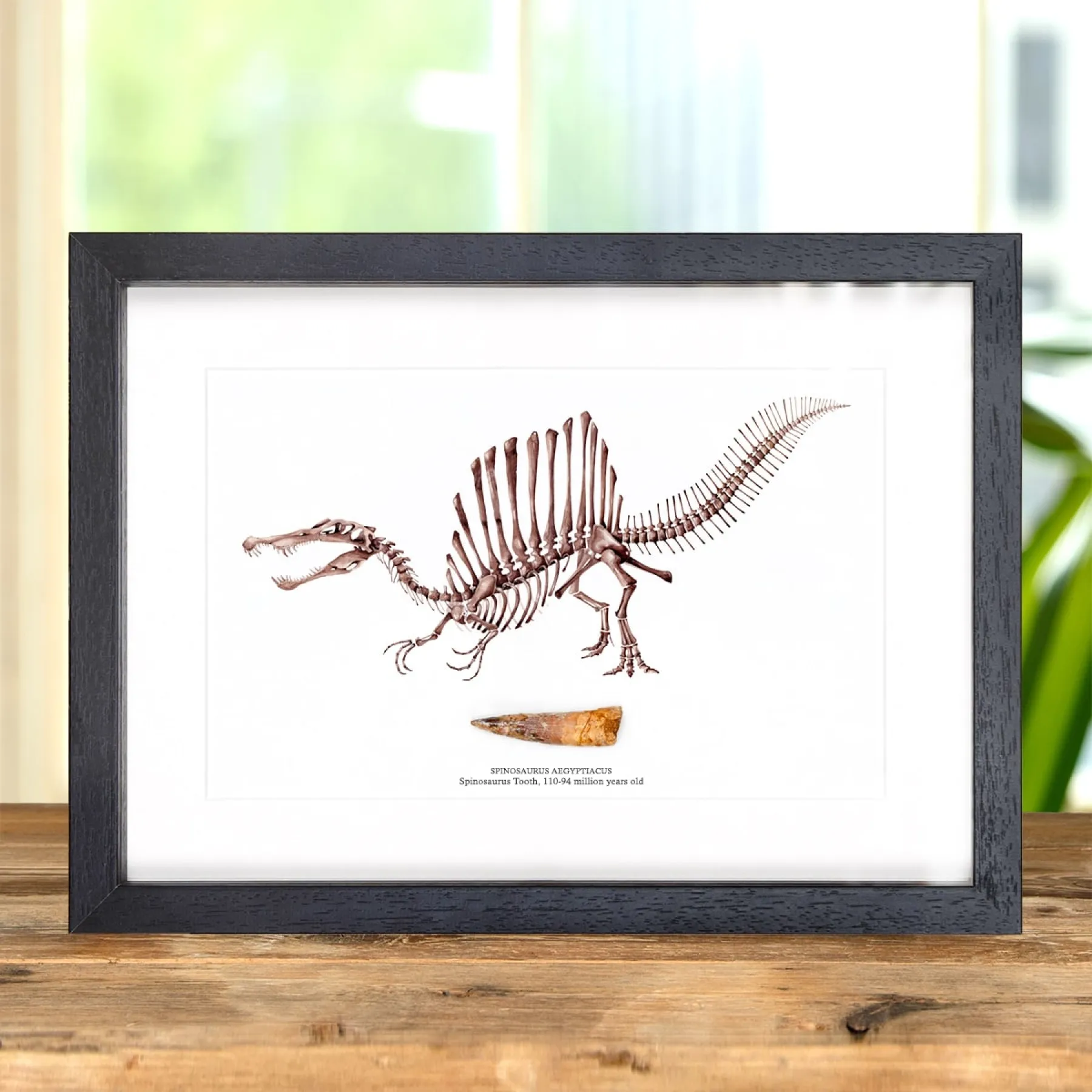 Minibeast Ilustración de Spinosaurus y Fósil de Diente en marco vitrina (Spinosaurus aegyptiacus)