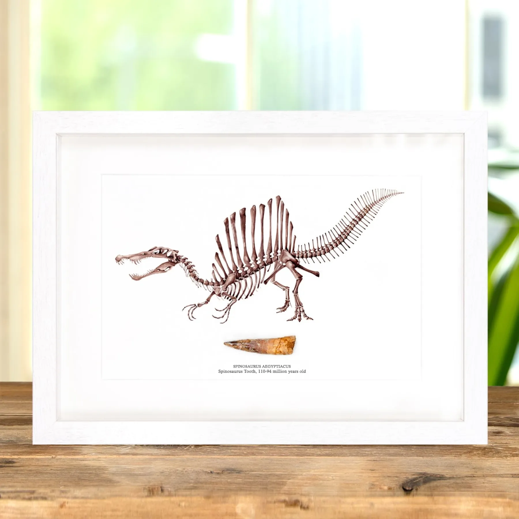 Minibeast Ilustración de Spinosaurus y Fósil de Diente en marco vitrina (Spinosaurus aegyptiacus)