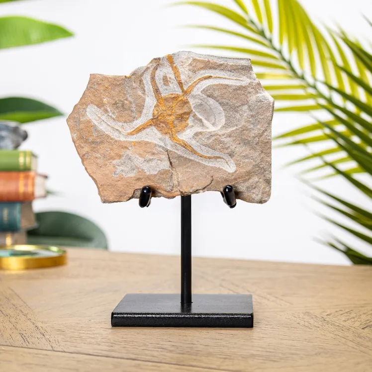Brittle Starfish Fossil on Stand (Ophiura sp)