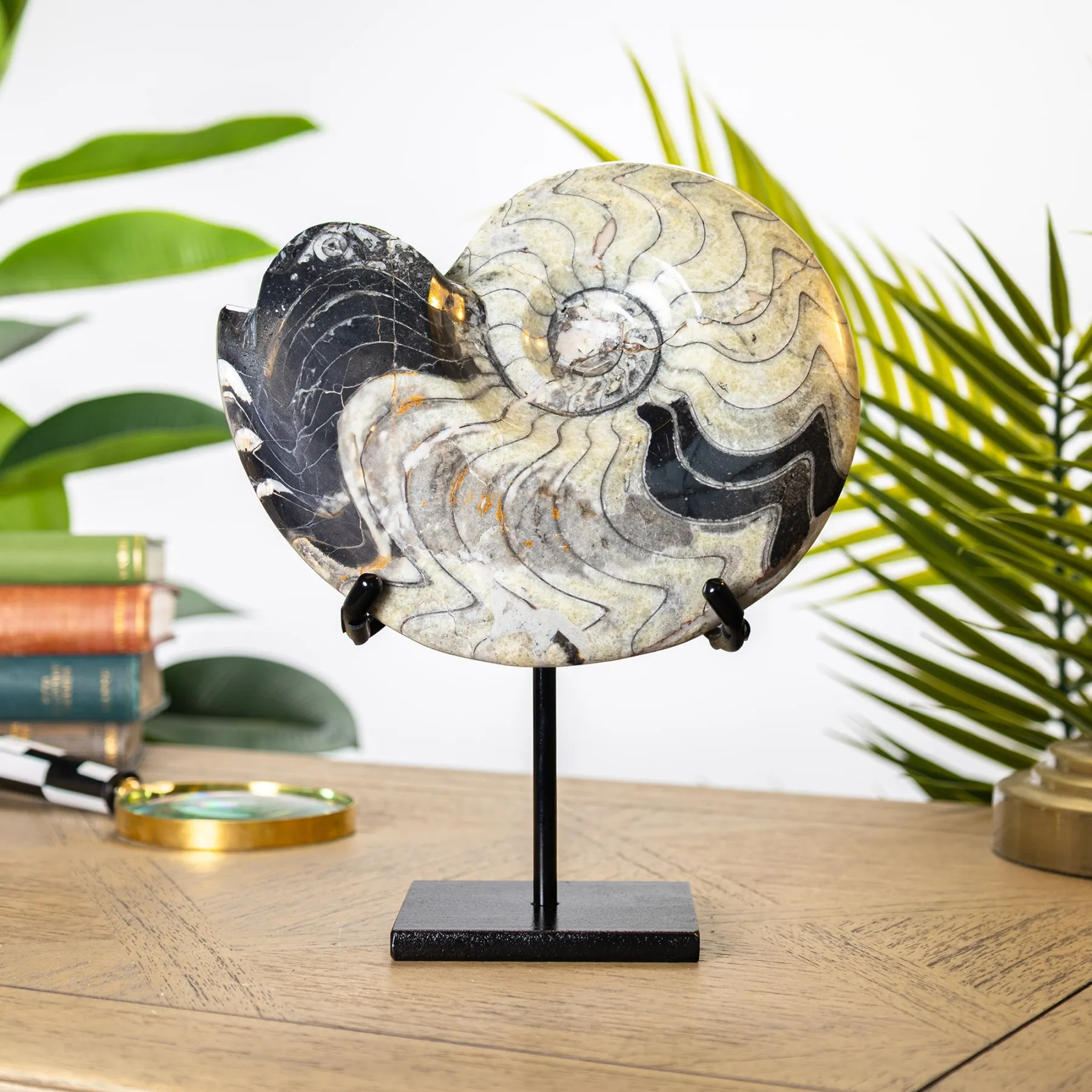 Minibeast XXL Goniatite Ammonite on Stand (Goniatitida sp)