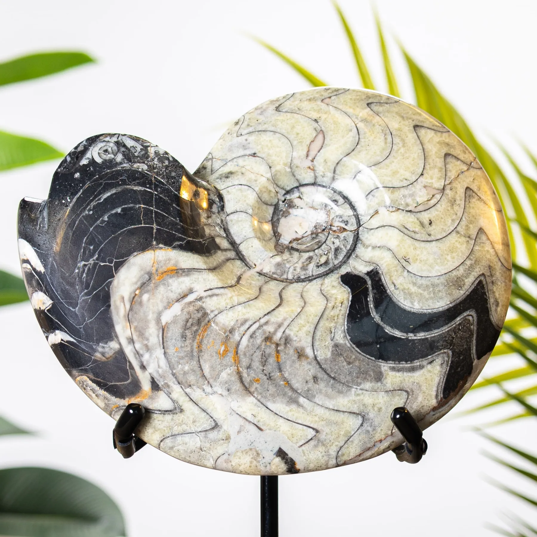Minibeast XXL Goniatite Ammonite on Stand (Goniatitida sp)