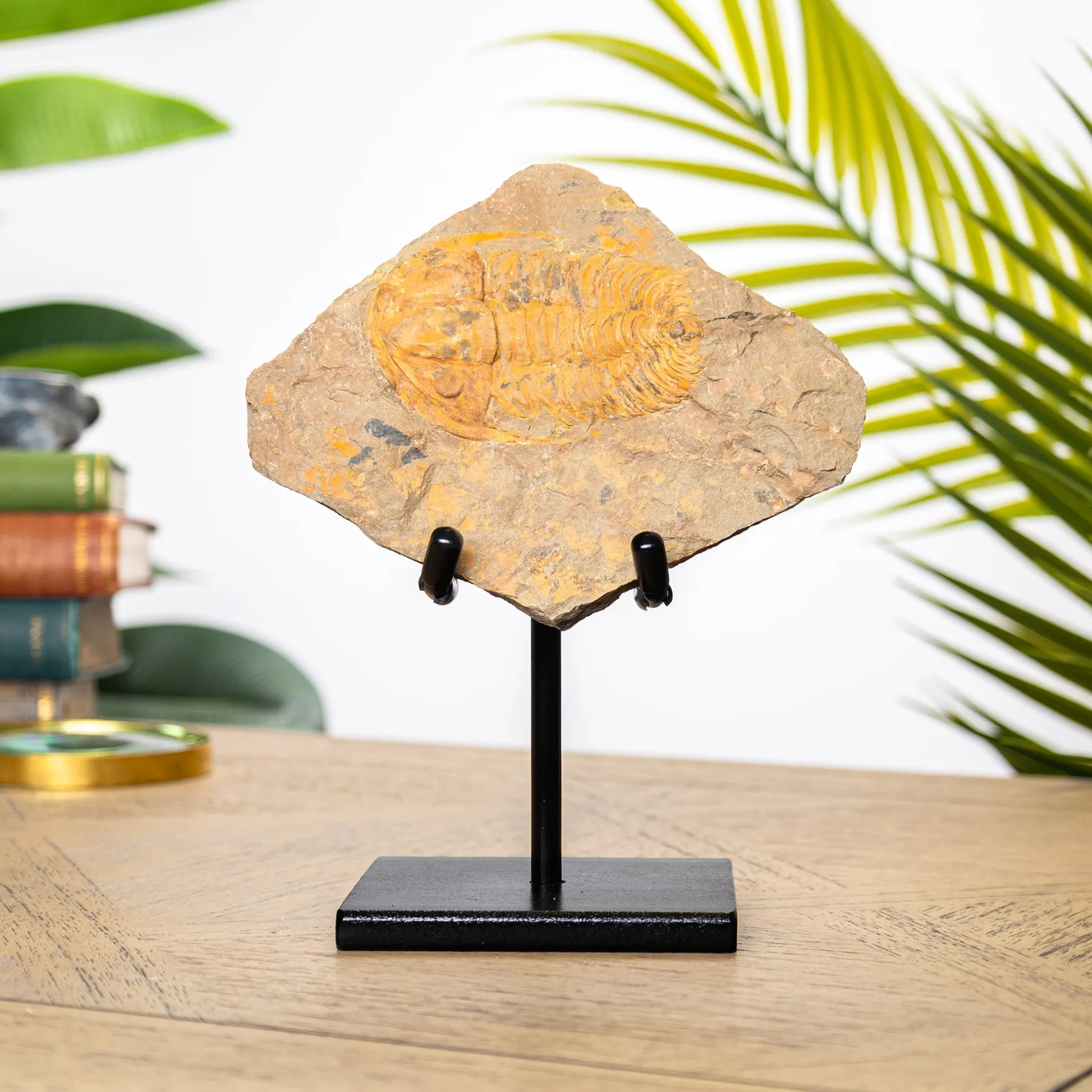 Minibeast Raro Acadoparadoxides levisetti Trilobite su Supporto