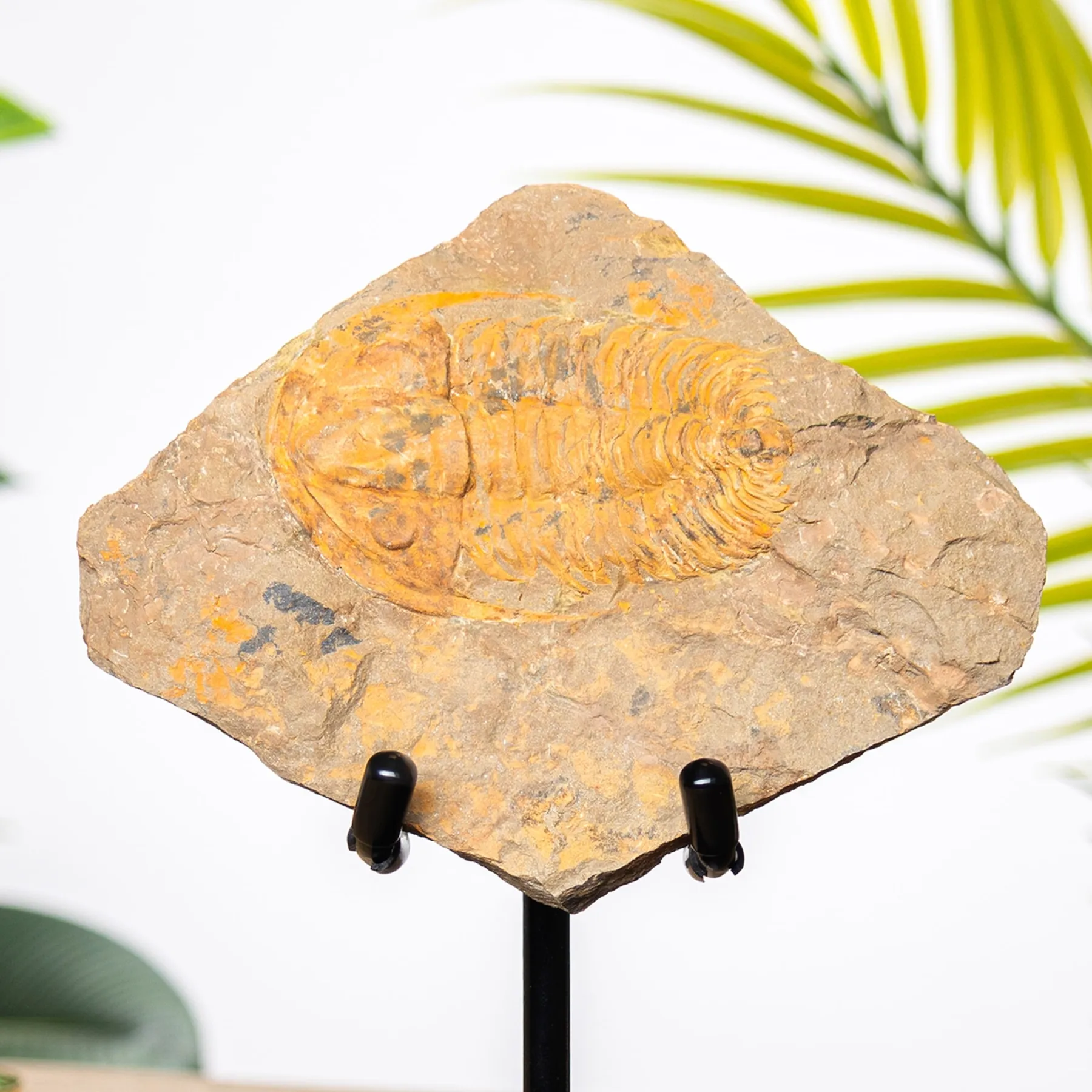 Minibeast Raro Acadoparadoxides levisetti Trilobite su Supporto