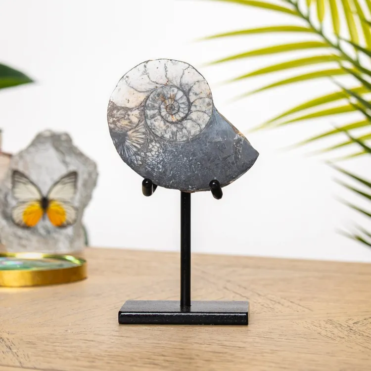 Hematite Ammonite Fossil on Stand (Cleoniceras sp)