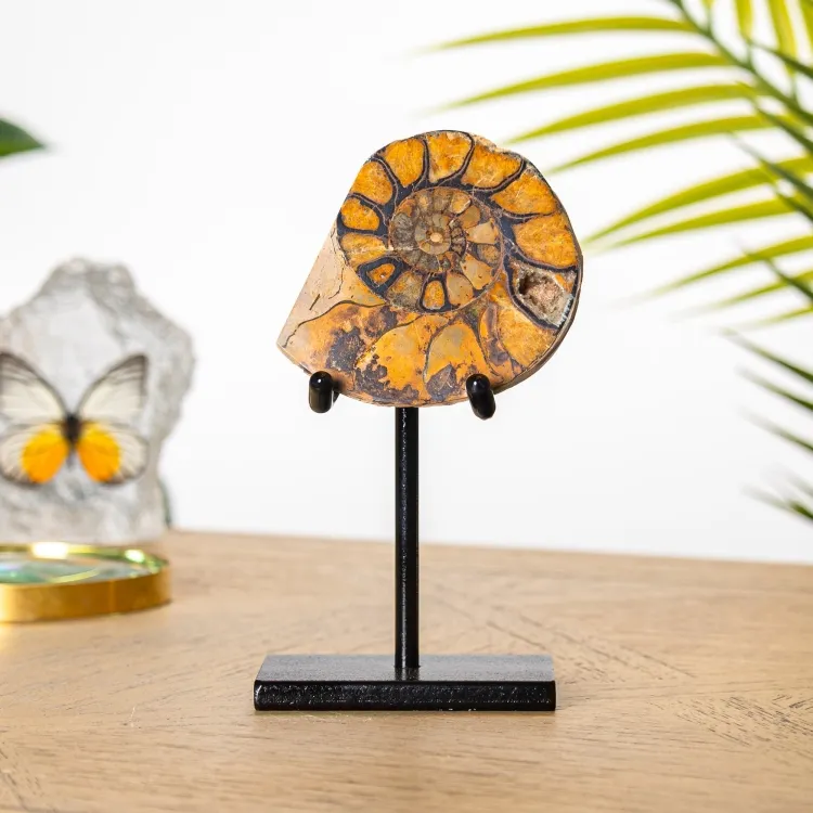 Hematite Ammonite Fossil on Stand (Cleoniceras sp)