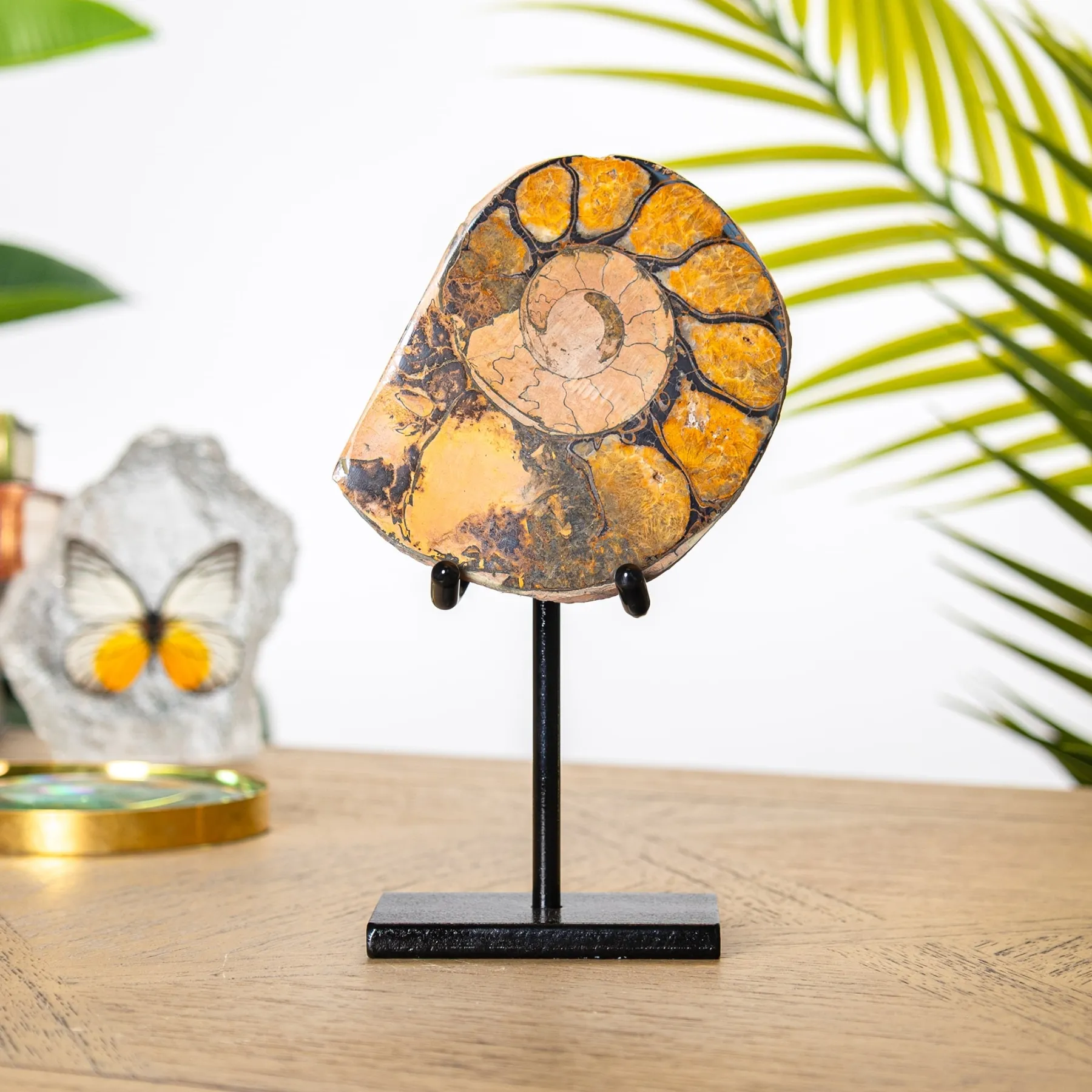 Minibeast Fossile D'Ammonite Hématite sur Support (Cleoniceras sp)