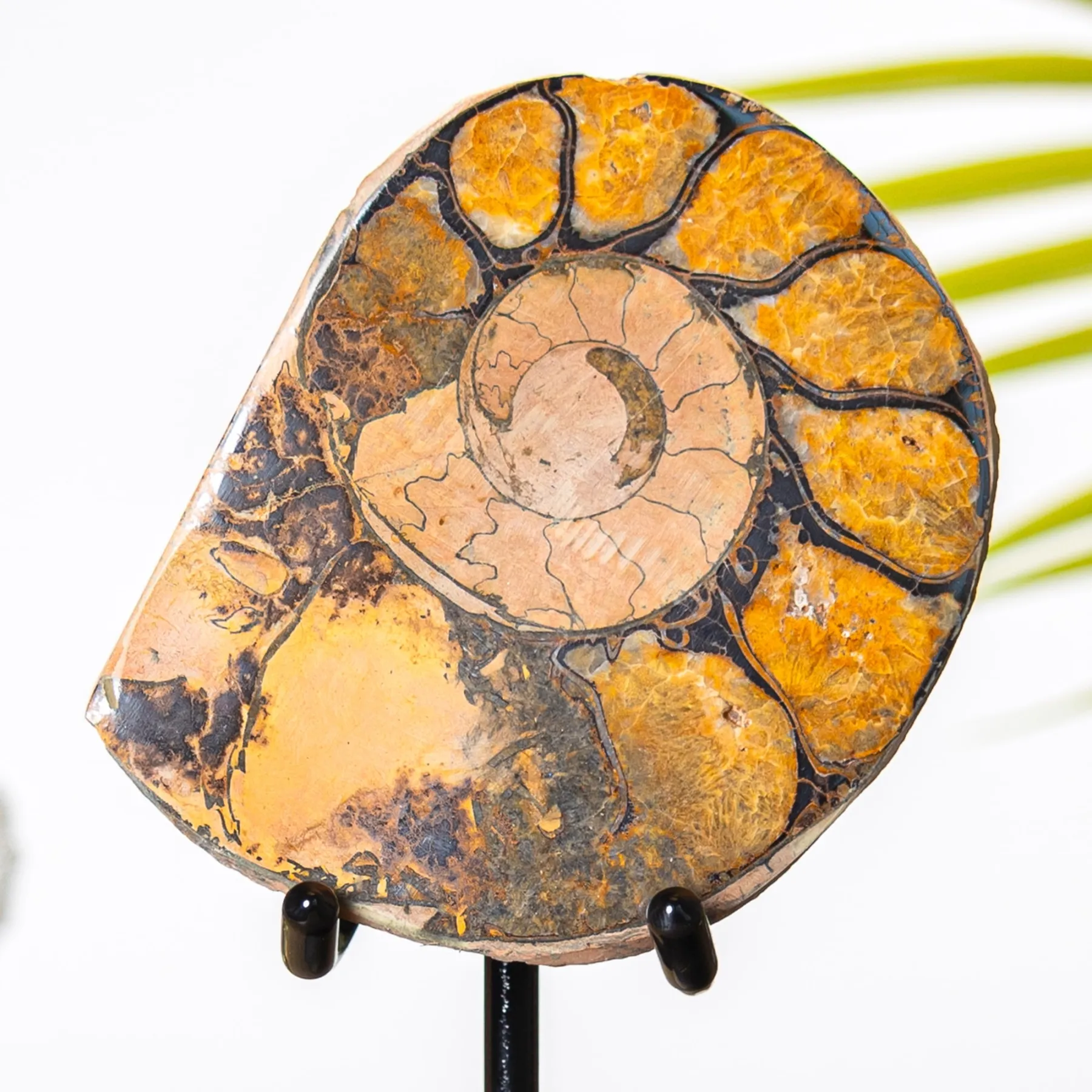 Minibeast Fossile D'Ammonite Hématite sur Support (Cleoniceras sp)
