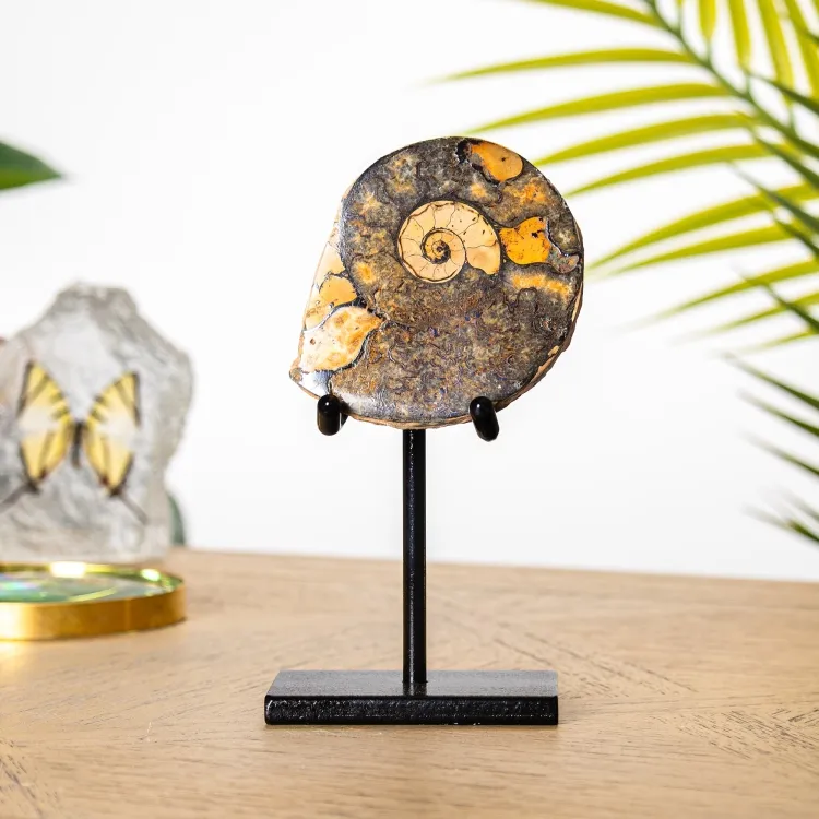 Hematite Ammonite Fossil on Stand (Cleoniceras sp)