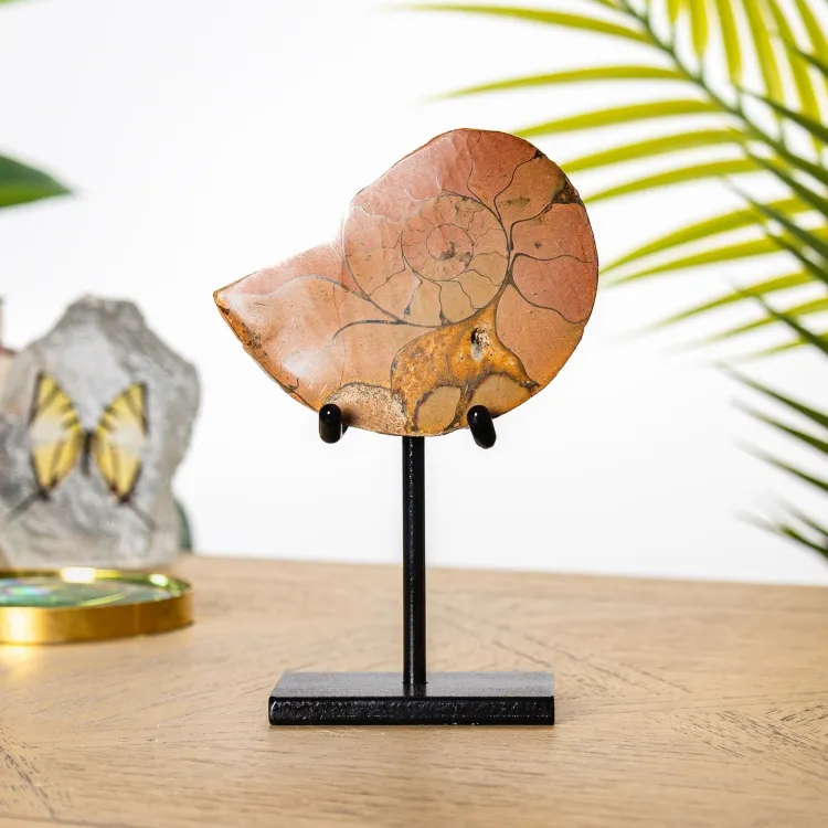 Hematite Ammonite Fossil on Stand (Cleoniceras sp)